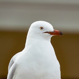Silver Gull