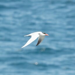Caspian Tern