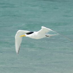 Great Crested Tern
