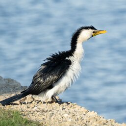 Cormorants and Shags
