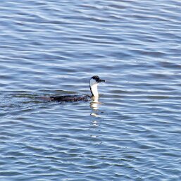 Black-faced Cormorant