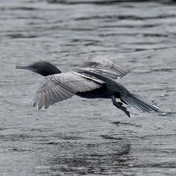 Little Black Cormorant