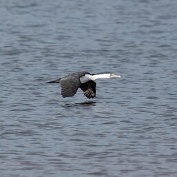 Australian Pied Cormorant