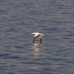 Gannets and Boobies
