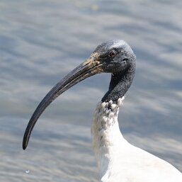 Ibises and Spoonbills