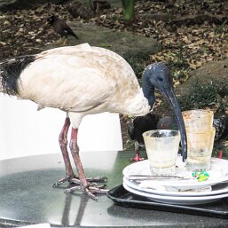 Urban "Bin Chicken"