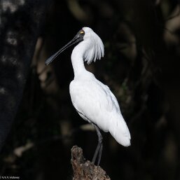 Royal Spoonbill