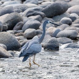 White-faced Heron