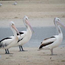 Pelicans