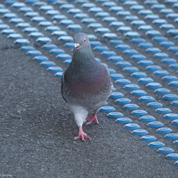 Pigeons and Doves
