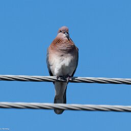 Laughing and Spotted Doves