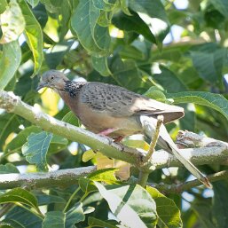 Spotted Dove