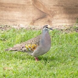 Australian Bronzewings
