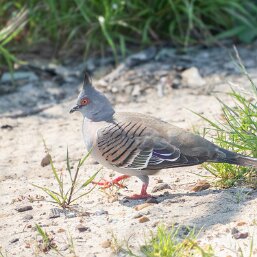 Crested Pigeon
