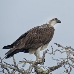 Ospreys