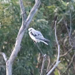 Black-shouldered Kite