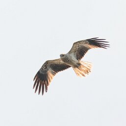 Whistling Kite