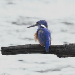 Azure Kingfisher