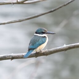 Kingfishers