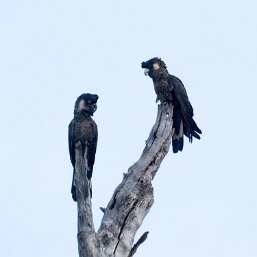 Baudin's Black Cockatoo