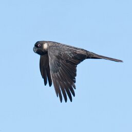 Carnaby's Black-Cockatoo