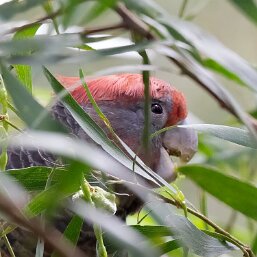 Gang-gang Cockatoo