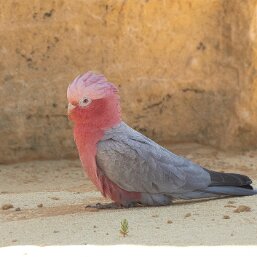 Cockatoos