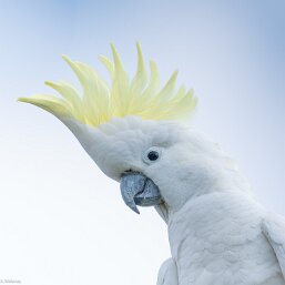 Sulphur-crested Cockatoo