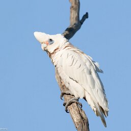 Little Corella
