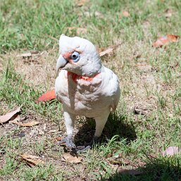Long-billed Corella