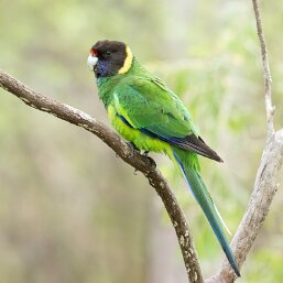 Ringnecks