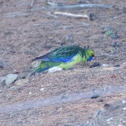 Green Rosella