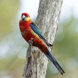 Western Rosella