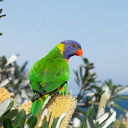 Lorikeets