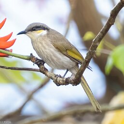 Gavicalis Honeyeaters