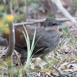 Lyrebirds