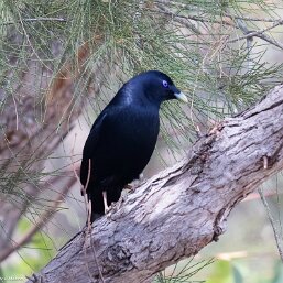 Bowerbirds