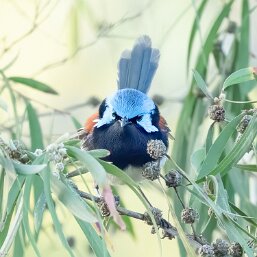 Red-winged Fairywren