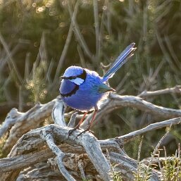 Splendid Fairywren