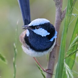 Superb Fairywren