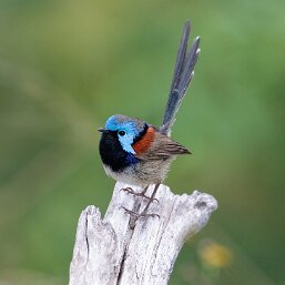 Fairywrens