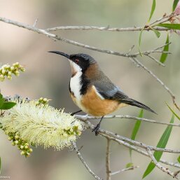 Eastern Spinebill