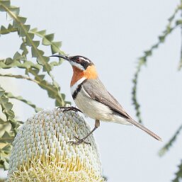 Western Spinebill