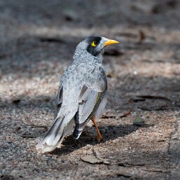 Noisy Miner