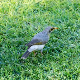 Yellow-throated Miner