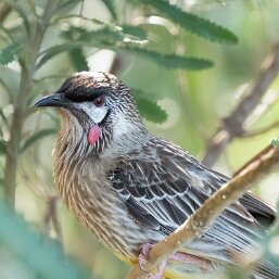 Red Wattlebird