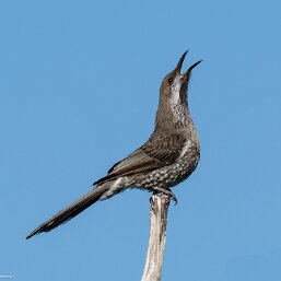 Western Wattlebird