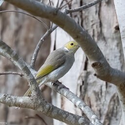 Plumed Honeyeaters