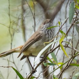Inland Thornbill