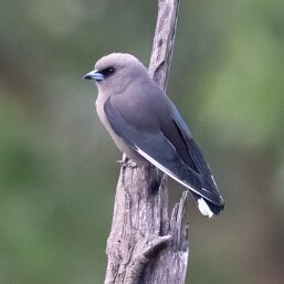 Woodswallows